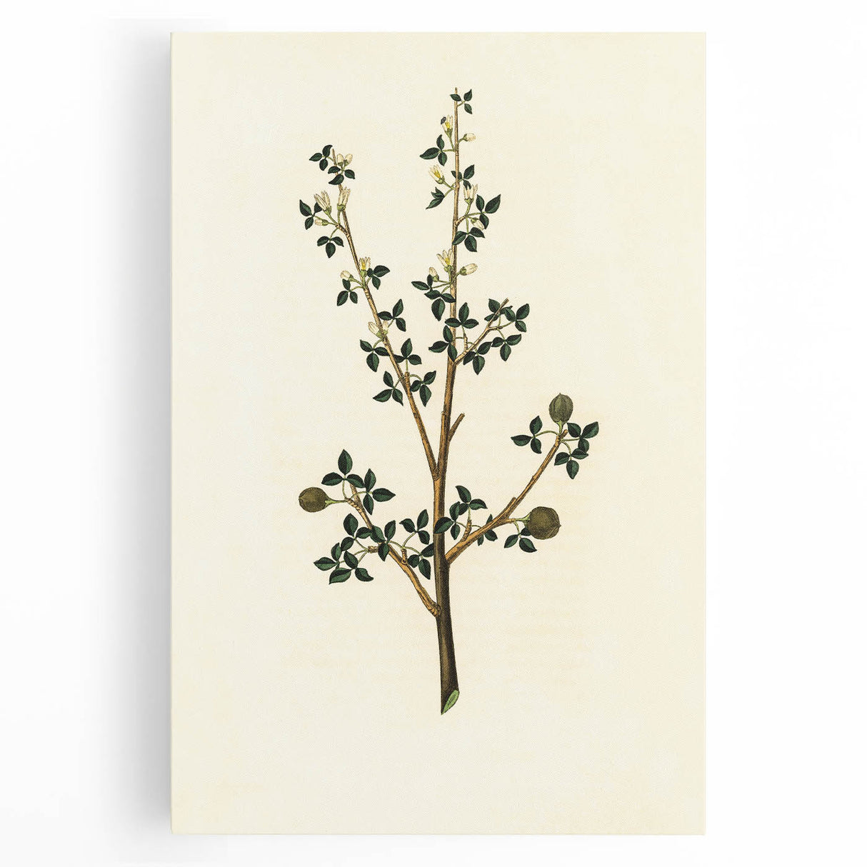 Vintage Grunge Botanical Print - Minimalist Greenery Canvas Wall Art