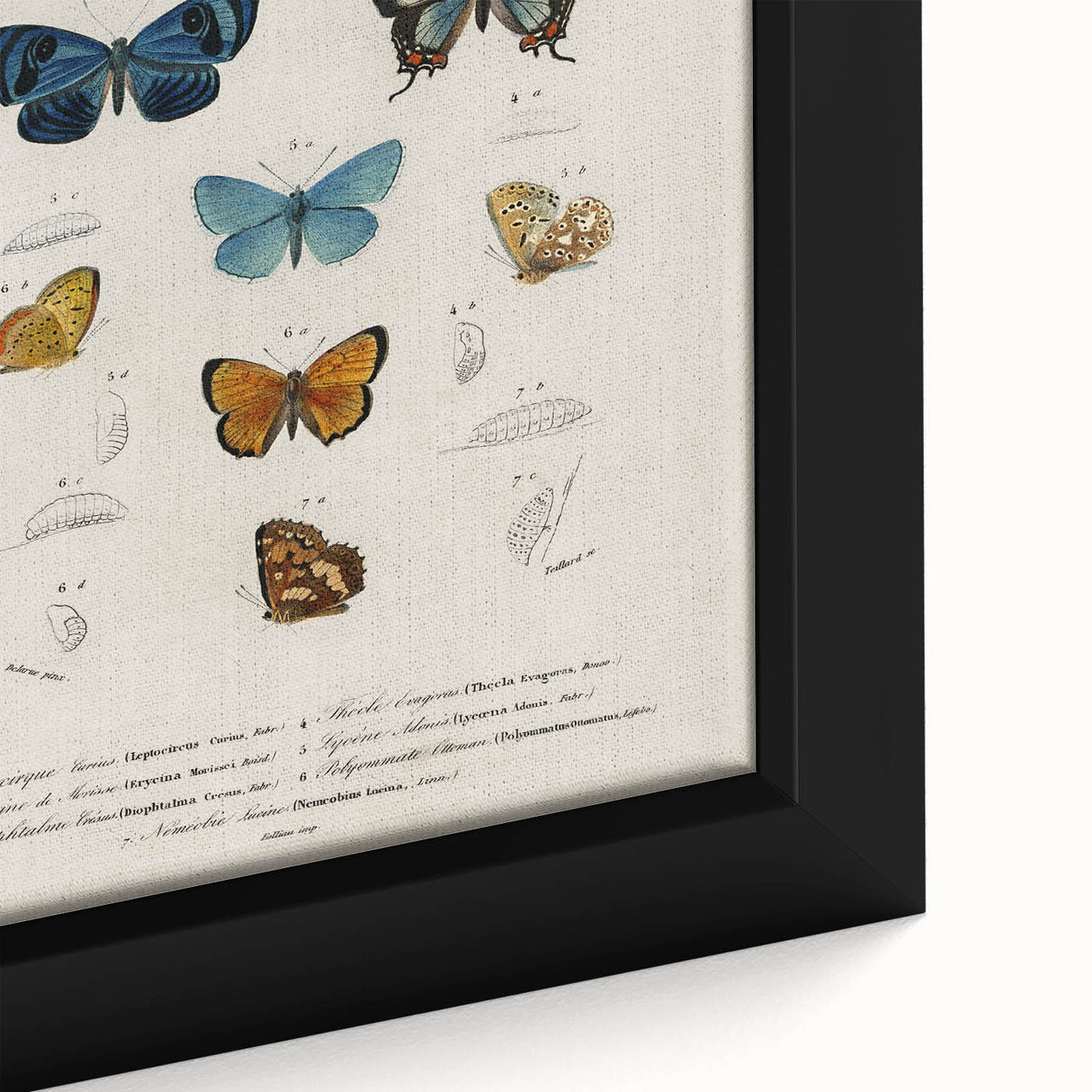 Vintage Grunge Butterfly Chart - Distressed Insect Canvas Wall Art