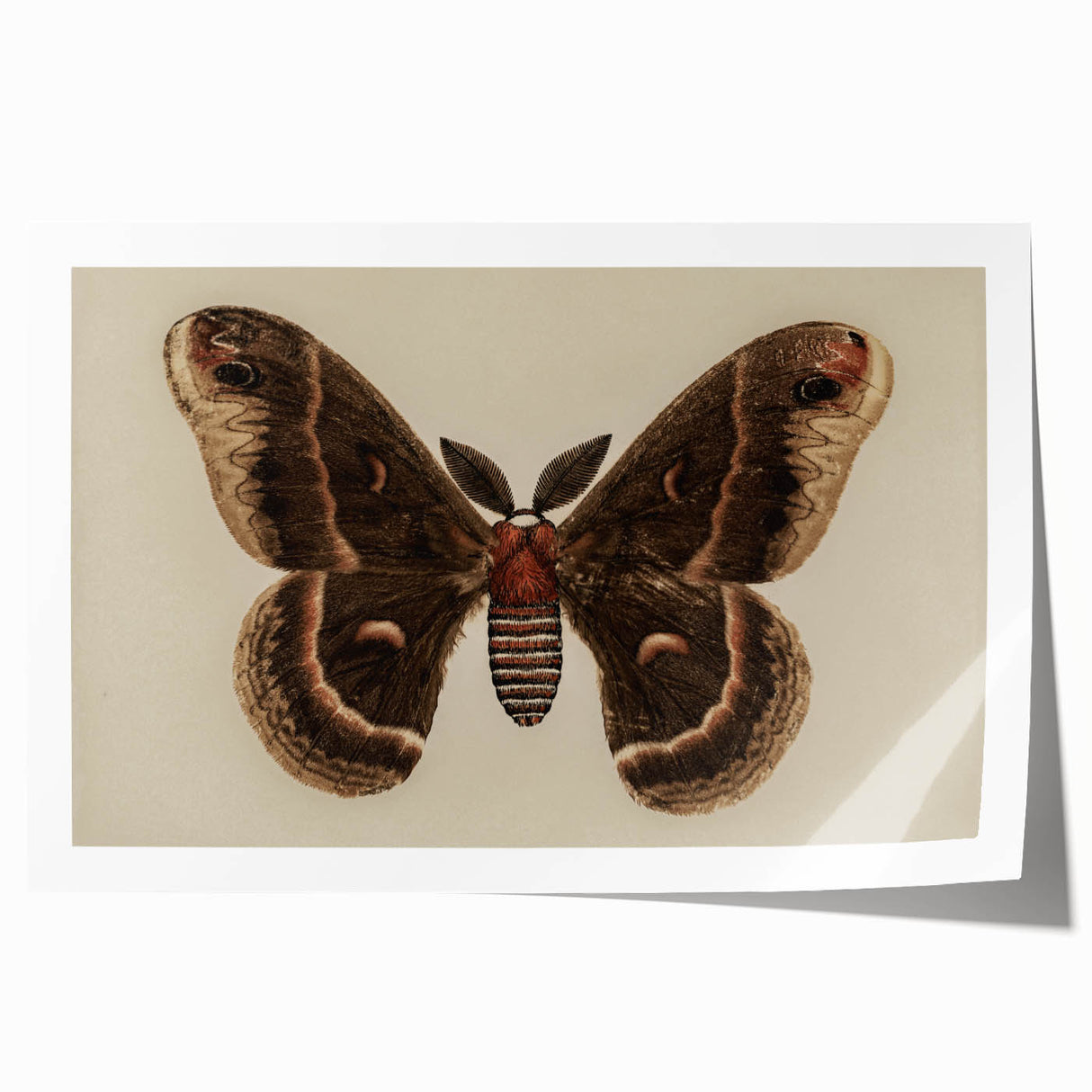 Grunge Aesthetic Art: Vintage Moth Illustration Grunge Canvas Print