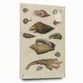 Vintage Grunge Seashell Illustration - Distressed Nautical Wall Art