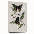 Grunge Aesthetic Art: Vintage Butterfly Illustration Grunge Wall Art