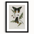 Grunge Aesthetic Art: Vintage Butterfly Illustration Grunge Wall Art