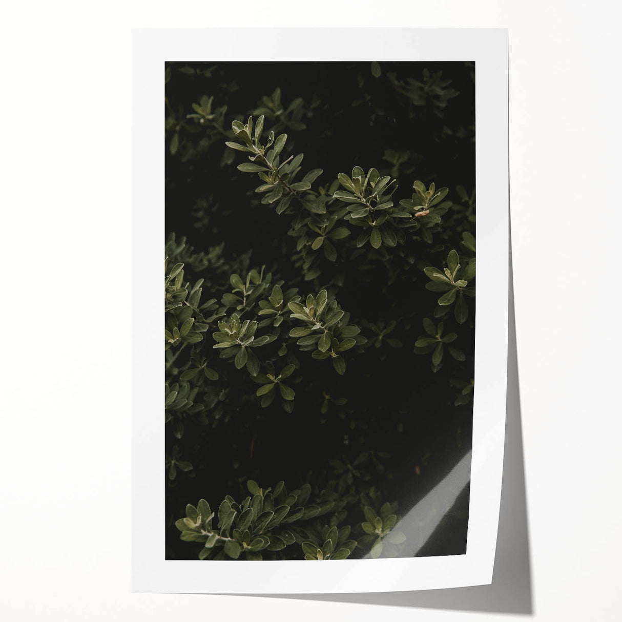 Whispering Greens - Rustic Nature Inspired Art Print