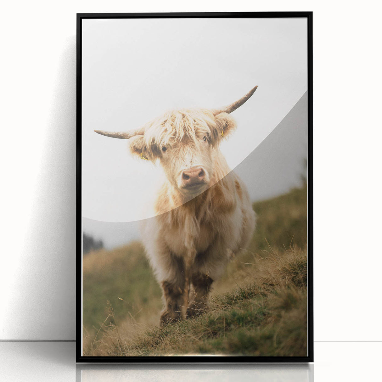 Highland Cow Portrait - Rustic Farmhouse Art Print