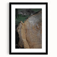 Rustic Tree Ring Wall Art – Nature-Inspired Decor for Farmhouse Homes