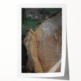 Rustic Tree Ring Wall Art – Nature-Inspired Decor for Farmhouse Homes