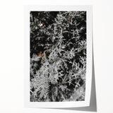 Rustic Wall Art - Frosted Evergreen Branches for Winter Wonderland Decor