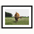 Highland Cattle in Field Rustic Wall Art – Farmhouse Landscape Decor Print
