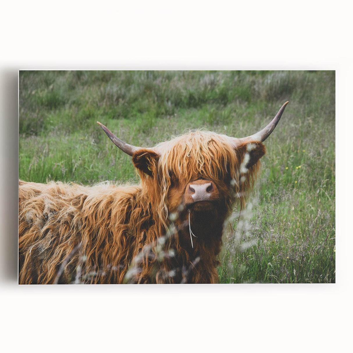 Highland Cow Rustic Wall Art - Cozy Farmhouse Nature Decor for Homes