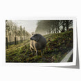 Misty Morning Sheep Rustic Wall Art - Farmhouse Country Decor
