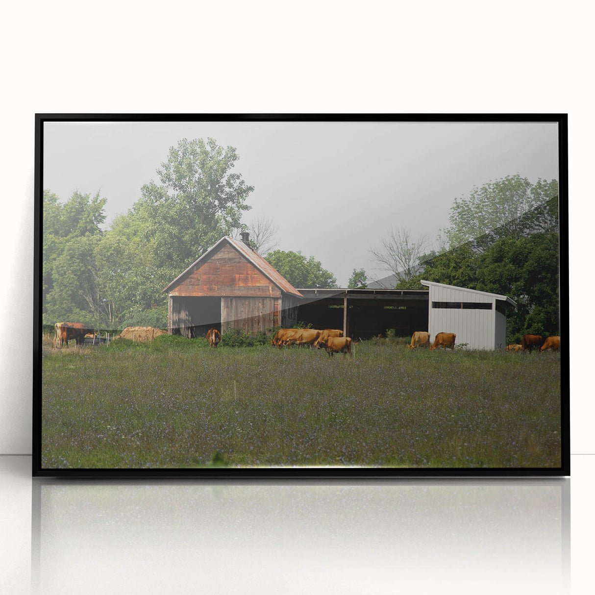 Rustic Barn and Cattle Wall Art - Farmhouse Country Decor for Homes"