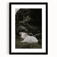 Rustic Cow in Field Wall Art – Farmhouse Animal Nature Scene Decor Print