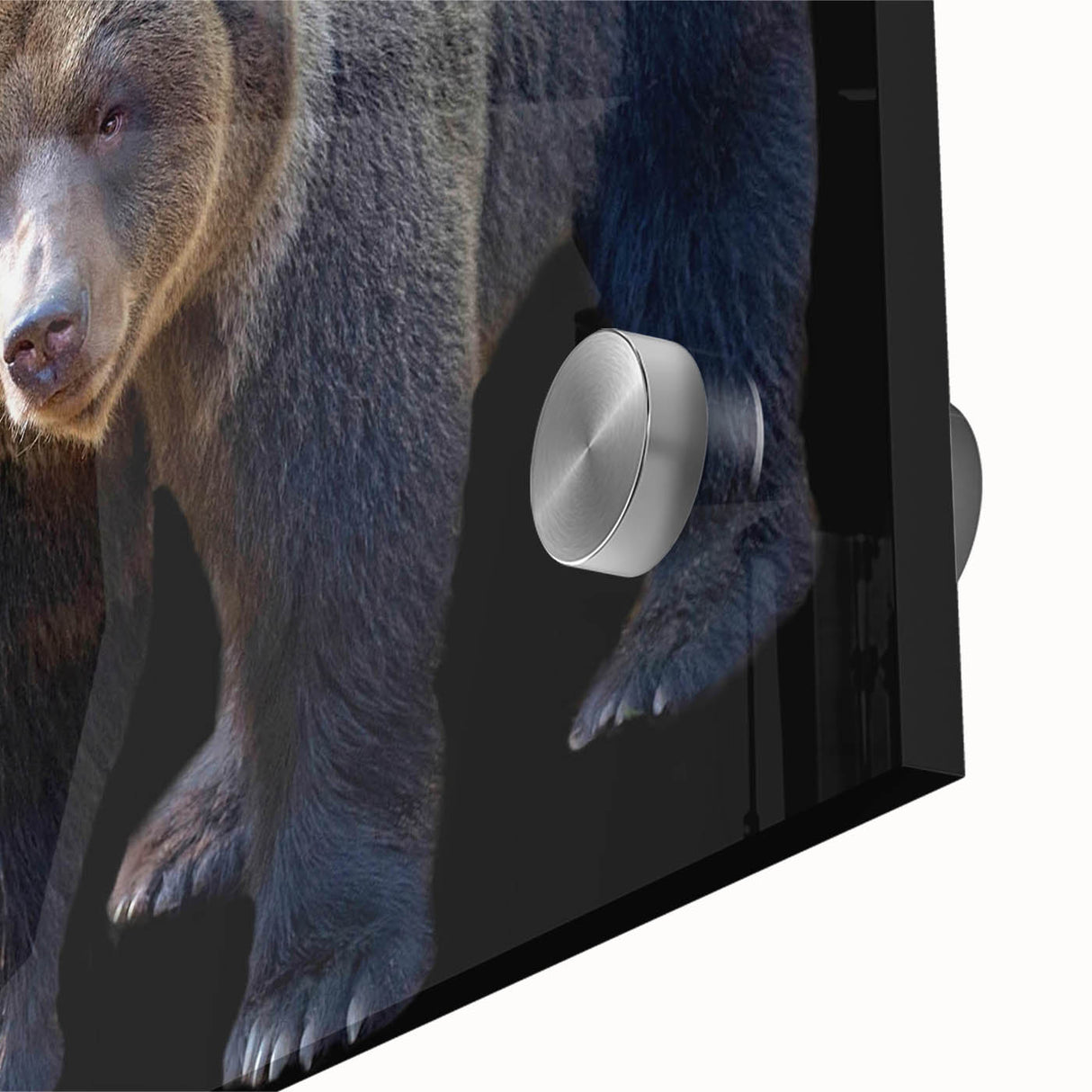 Close-up of a sleek black bear wall art piece, showcasing intricate design details on acrylic glass, perfect for nature-themed home decor.