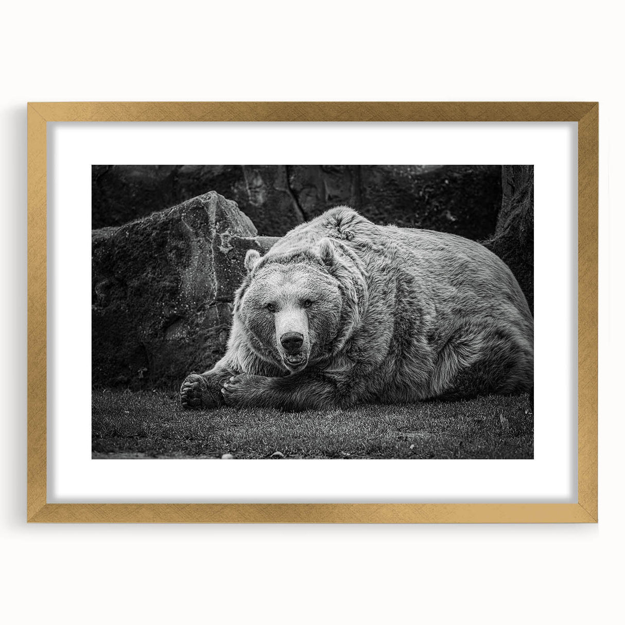 Black bear wall art frame featuring a gold mat and sleek design, showcasing intricate details and textures, perfect for nature-themed decor.
