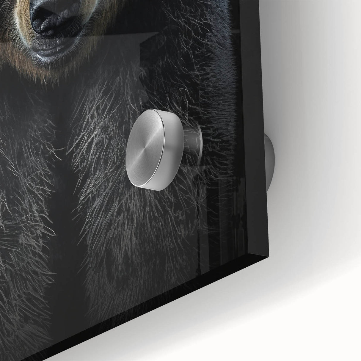 Close-up view of a striking black bear wall art piece, showcasing intricate details and vibrant colors on acrylic glass, ideal for wildlife-themed decor.