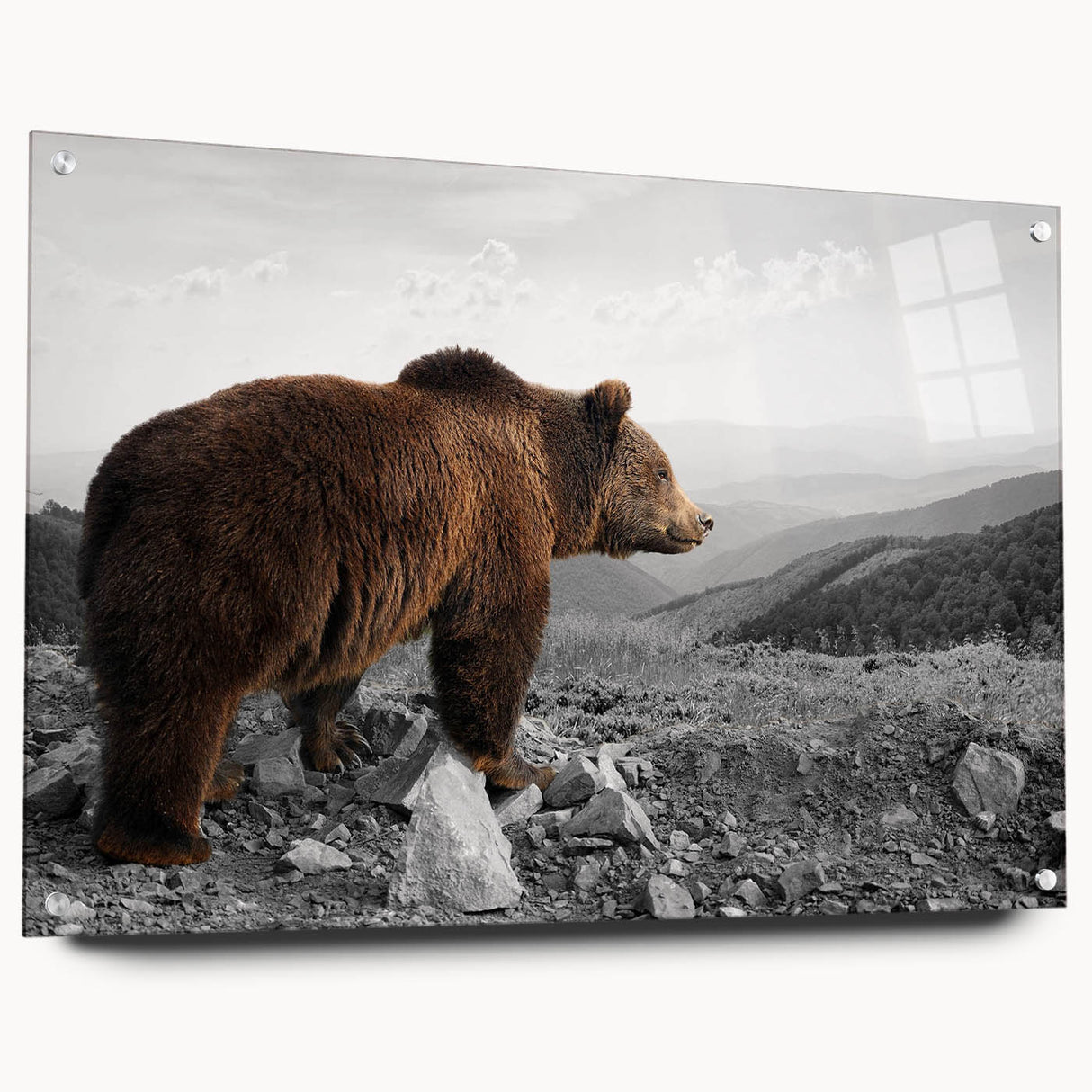 Brown bear wall art design displayed in a side view, featuring an acrylic glass finish and mounted with pins for easy hanging. Perfect for nature-themed decor.