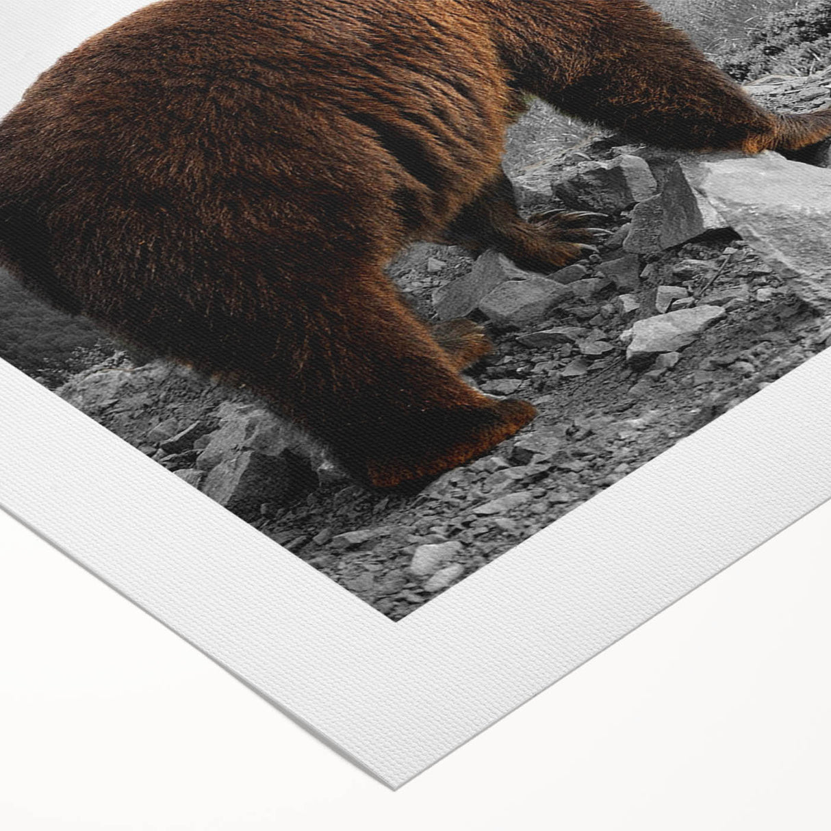 Brown bear wall art on rolled canvas, showcasing a detailed illustration of a bear in a natural setting, perfect for wildlife enthusiasts and home decor.