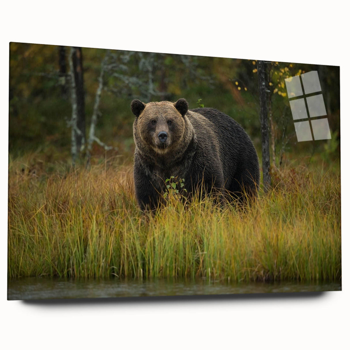 Brown bear wall art design displayed in an acrylic glass frame, showcasing a side view without pins, perfect for enhancing nature-themed decor.