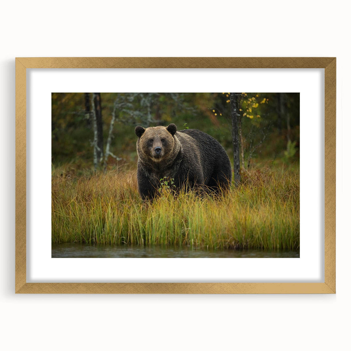 Brown bear wall art design in a stylish gold frame with a mat, showcasing intricate details and vibrant colors, ideal for enhancing home decor and art collections.