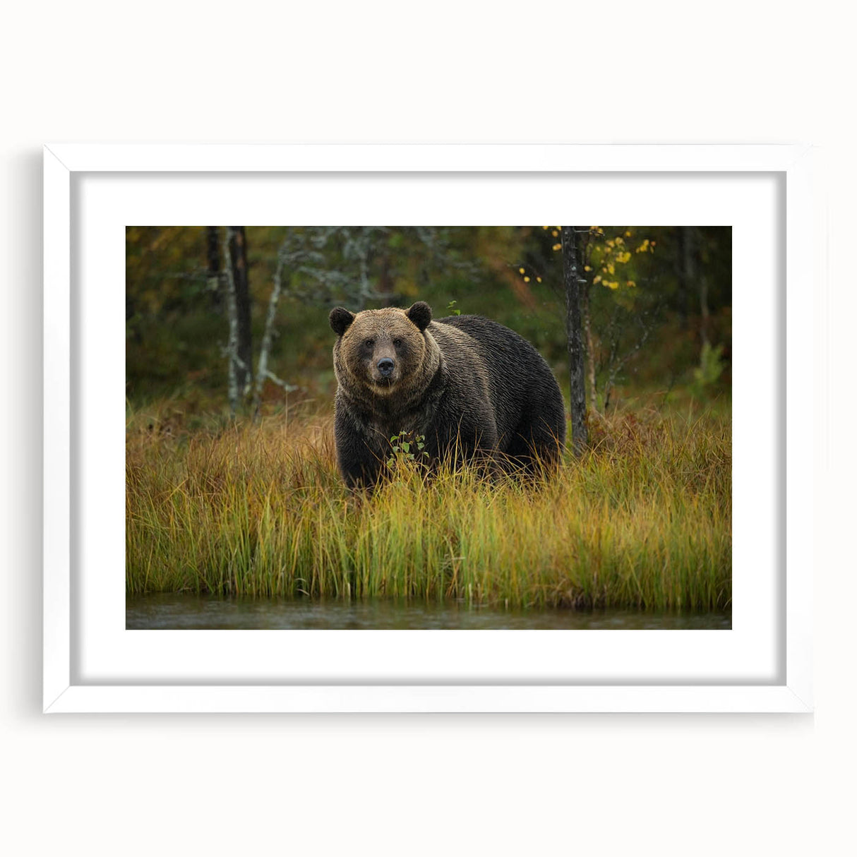Brown bear wall art print in a white frame with a mat, showcasing a detailed and whimsical design, perfect for nature-themed decor or children's rooms.