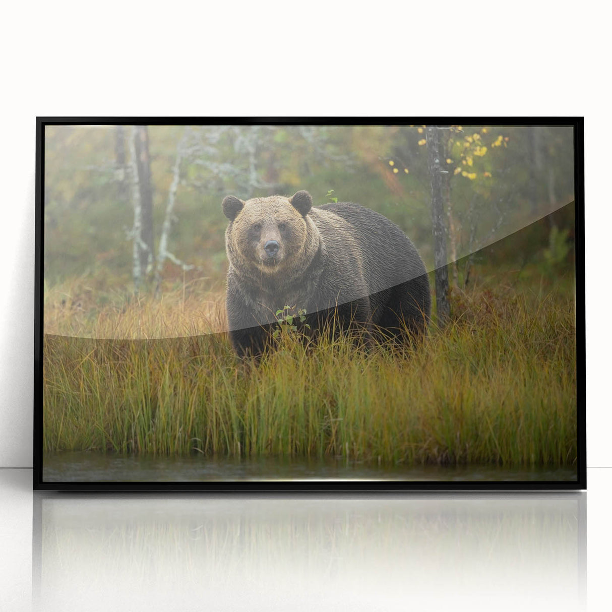Framed acrylic wall art featuring a brown bear design, showcasing intricate details and a black frame, ideal for nature-themed home decor.