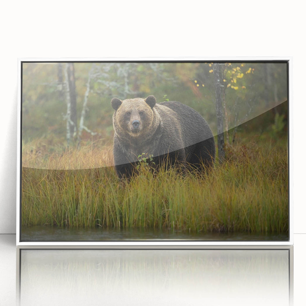 Framed wall art featuring a brown bear design, displayed in a sleek white frame, perfect for enhancing rustic or nature-themed home decor.