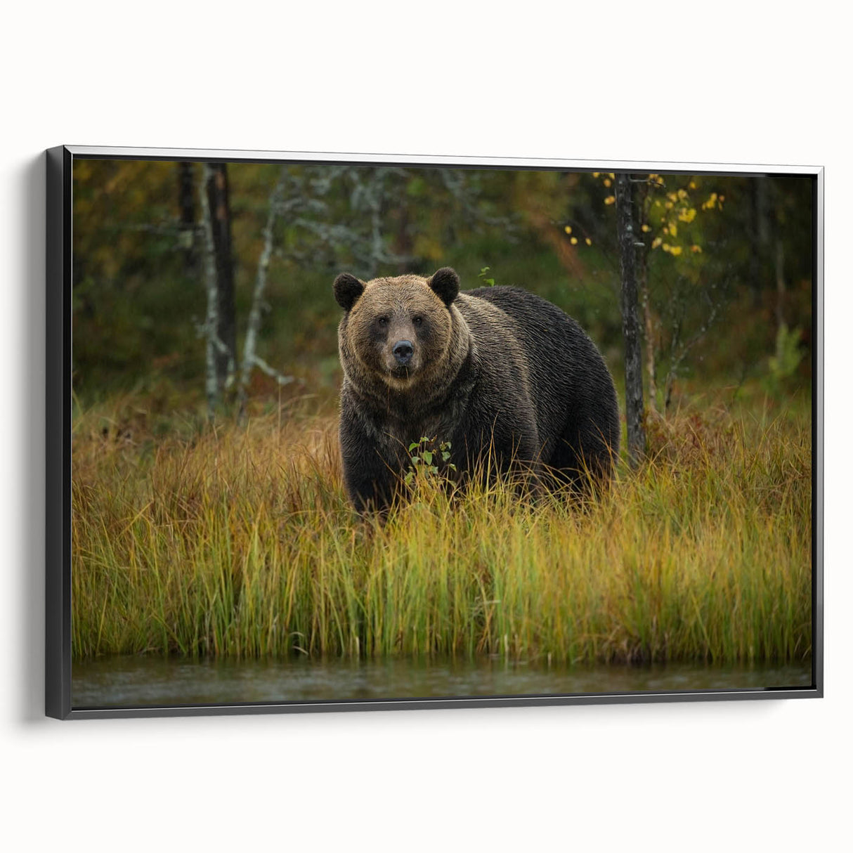 Framed canvas wall art showcasing a brown bear design with a black frame, viewed from the side, ideal for nature-themed decor in homes or offices.