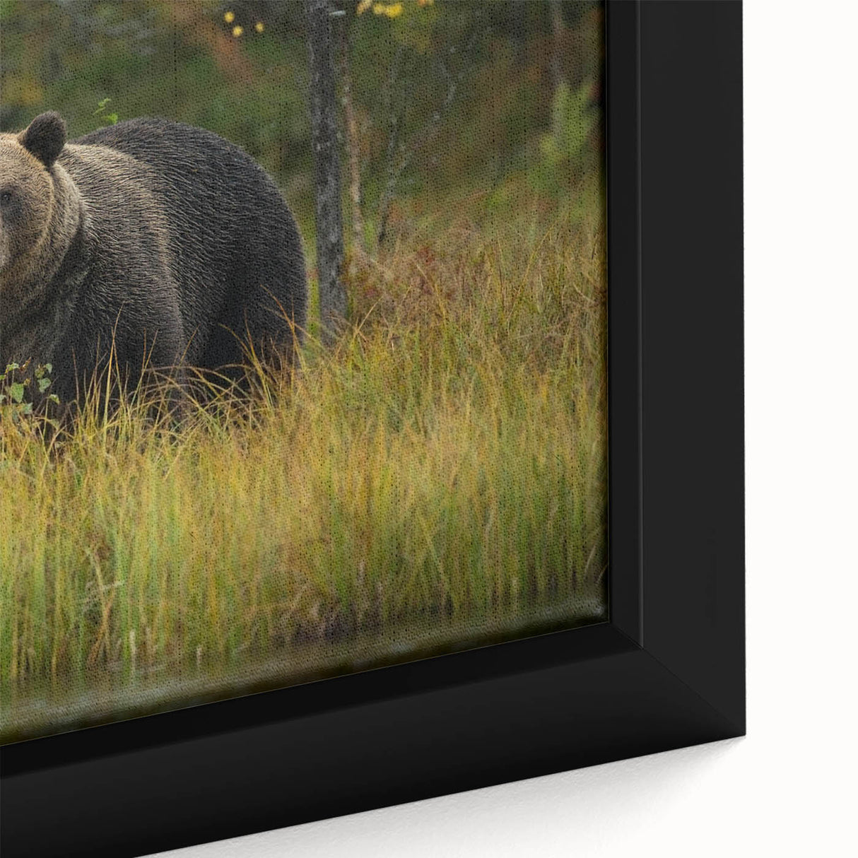 Close-up of a framed brown bear wall art canvas, showcasing intricate details and textures in earthy tones, perfect for nature-inspired decor. Ideal for wildlife enthusiasts and home styling.