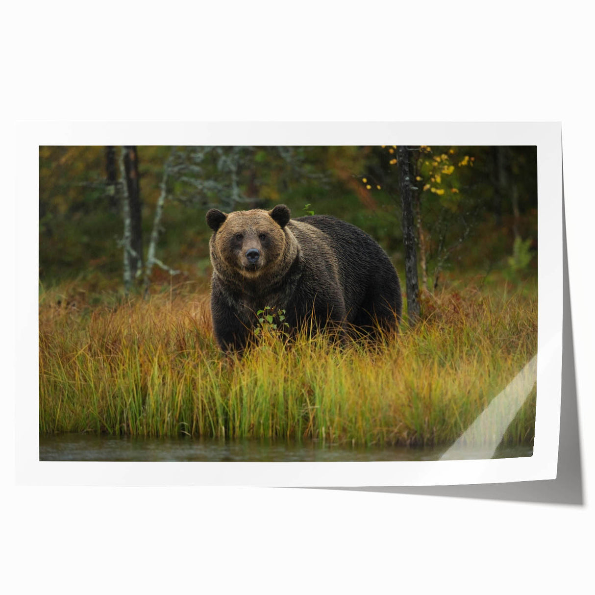 Brown bear wall art print showcasing a minimalist design featuring a detailed bear illustration against a soft beige background, perfect for nature-themed decor.
