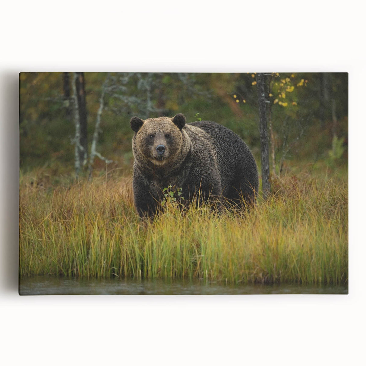 Brown bear wall art design on stretched canvas, showcasing intricate details and rich colors, perfect for nature-themed decor and wildlife enthusiasts.