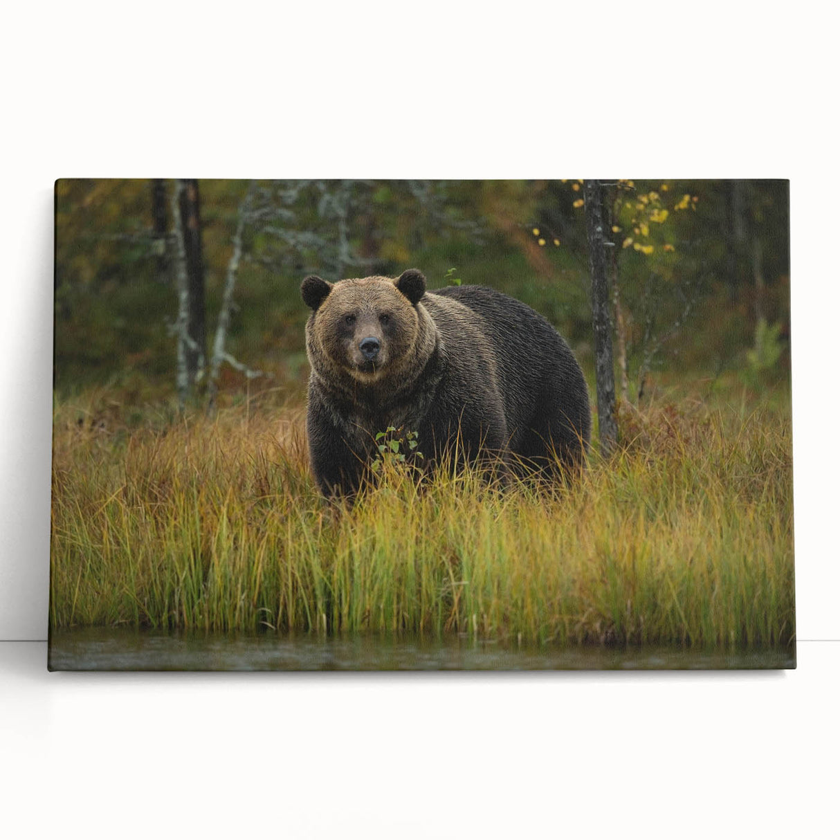 Brown bear wall art collection featuring a stretched canvas design, showcasing a realistic bear illustration in earthy tones, perfect for nature-themed decor.