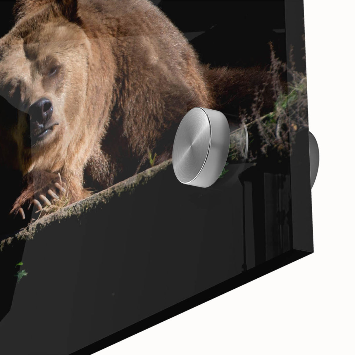 Close-up of a brown bear wall art piece featuring intricate details and vibrant colors, designed for acrylic glass display, enhancing nature-themed decor.