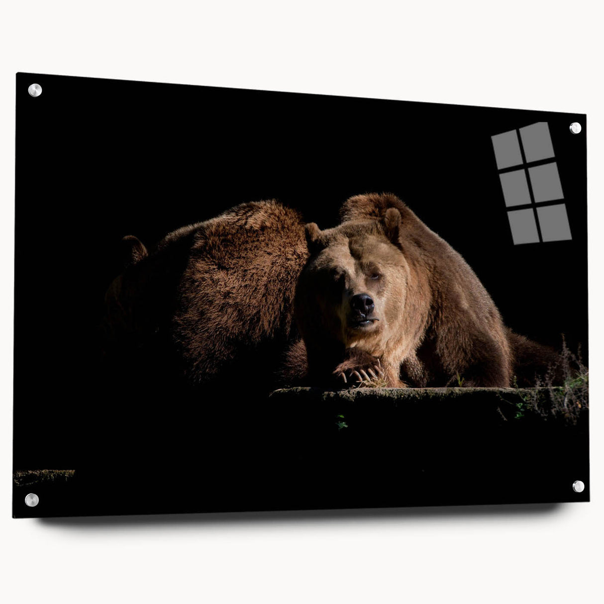 Brown bear wall art collection displayed in acrylic glass from a side view, highlighting its vibrant colors and intricate design, perfect for wildlife enthusiasts.