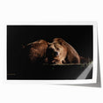 Brown bear wall art print on rolled canvas, showcasing detailed fur textures and natural colors, perfect for wildlife-themed decor. Ideal for home or office settings.