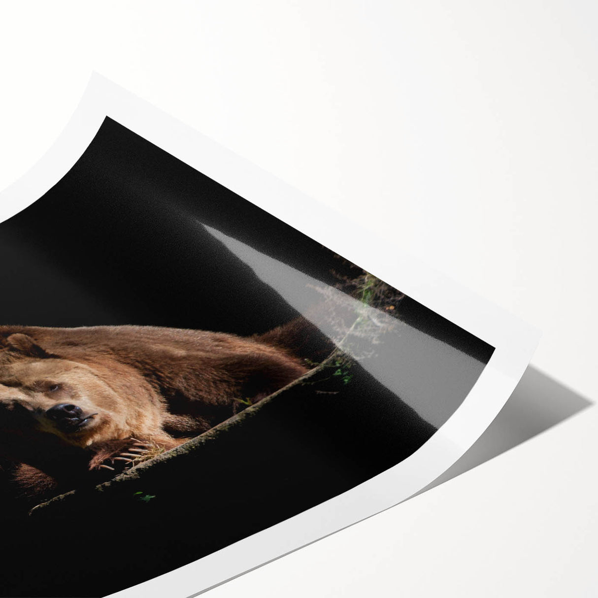 Brown bear wall art print showcasing intricate details and warm earthy tones, rolled for easy display, ideal for nature-themed decor or wildlife enthusiasts.