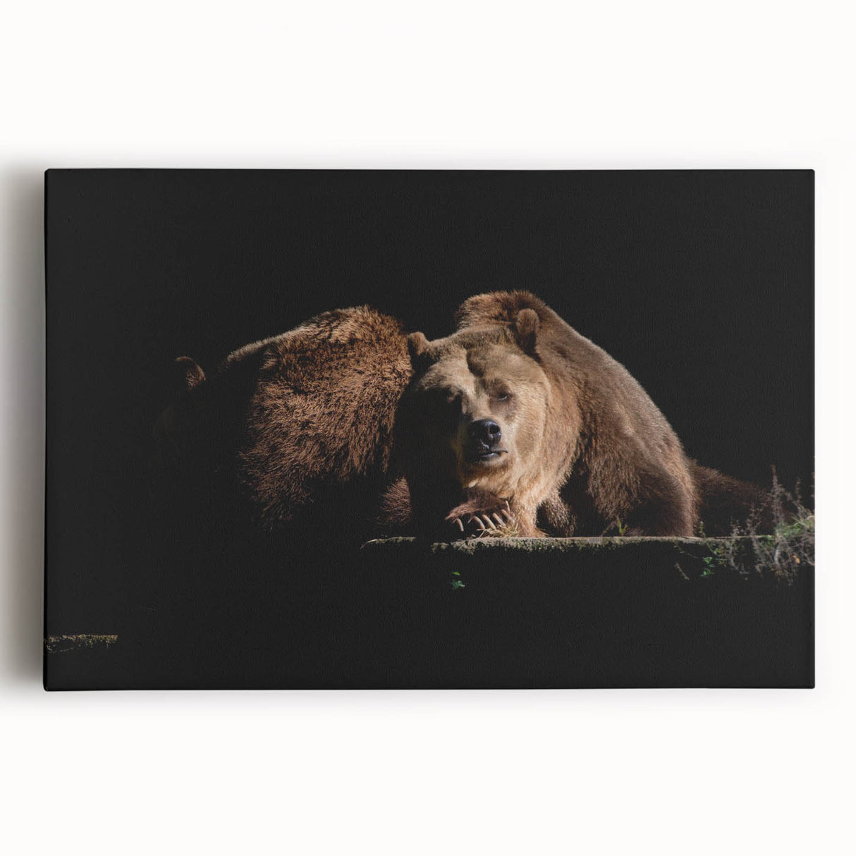 Brown bear wall art collection on stretched canvas, showcasing a detailed front view of a realistic bear design, perfect for nature-themed decor.