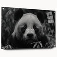 Acrylic glass wall art showcasing a whimsical panda bear design, highlighting vibrant colors and playful details, displayed with decorative pins for an engaging look.
