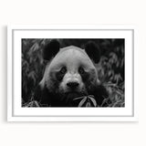 Panda bear wall art collection framed in white, showcasing a cute panda design with a mat, perfect for children's rooms or playful decor. Ideal for adding a whimsical touch to any space.