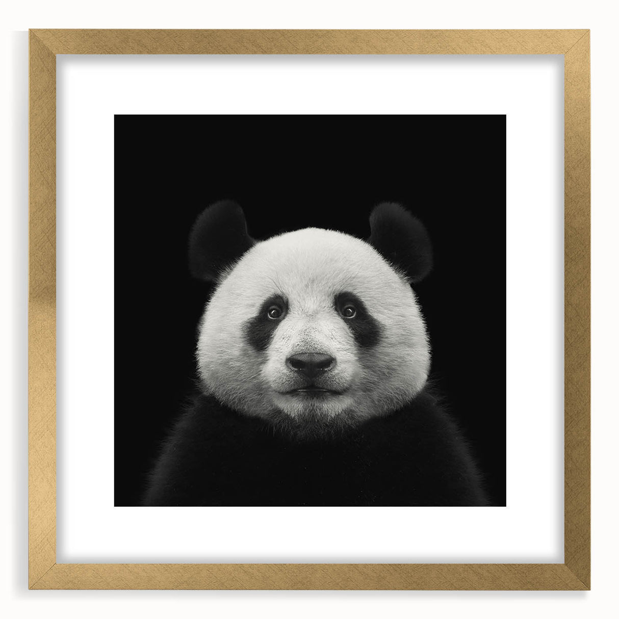 Framed panda bear wall art in a gold frame with a mat, showcasing a playful design ideal for children's rooms or nurseries, enhancing decor with charm.