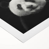 Adorable panda bear wall art design on rolled canvas, showcasing playful expressions and vibrant colors, perfect for children's room decor or nursery themes.
