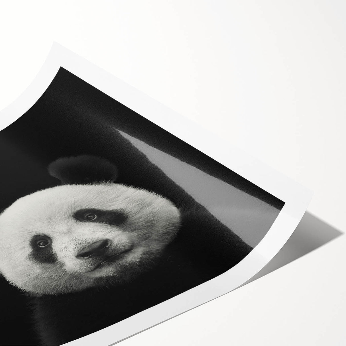 Panda-themed wall art print featuring a playful bear design with vibrant colors, rolled and packaged securely in a protective tube for easy display.