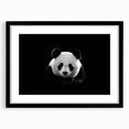 Panda bear wall art collection framed in a sleek black frame, showcasing a playful panda design with a white mat, perfect for children's room decor.