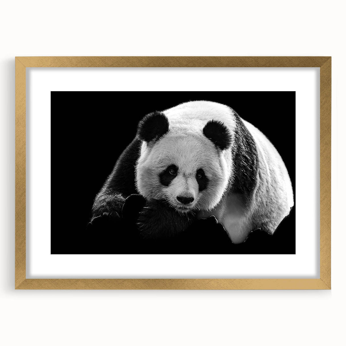 Gold-framed wall art collection featuring a cute panda design, set against a crisp white mat, ideal for nursery or children's room decor. Perfect for animal lovers.