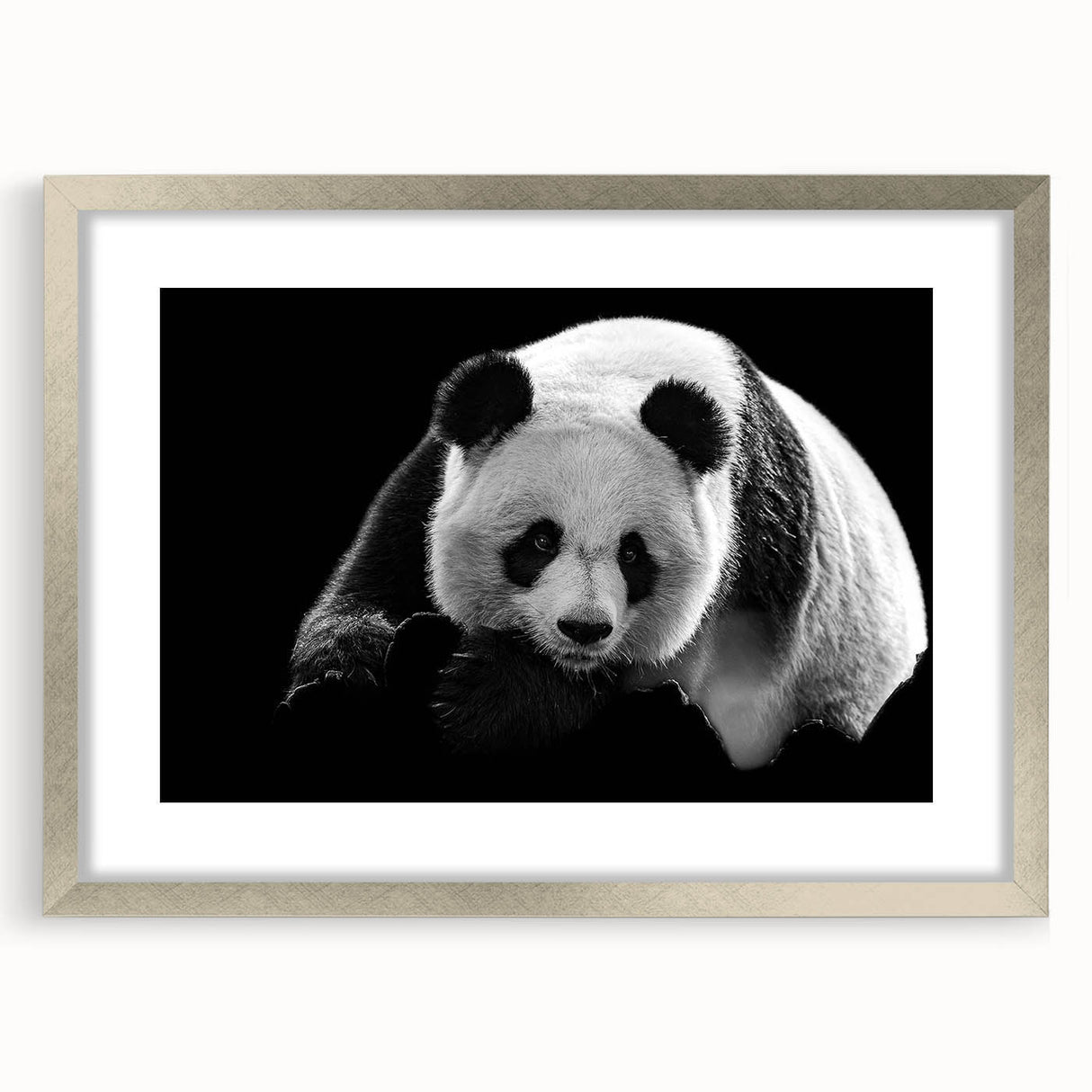 Framed panda bear wall art collection in silver mat, showcasing playful panda illustrations, perfect for children's rooms or animal-themed decor.