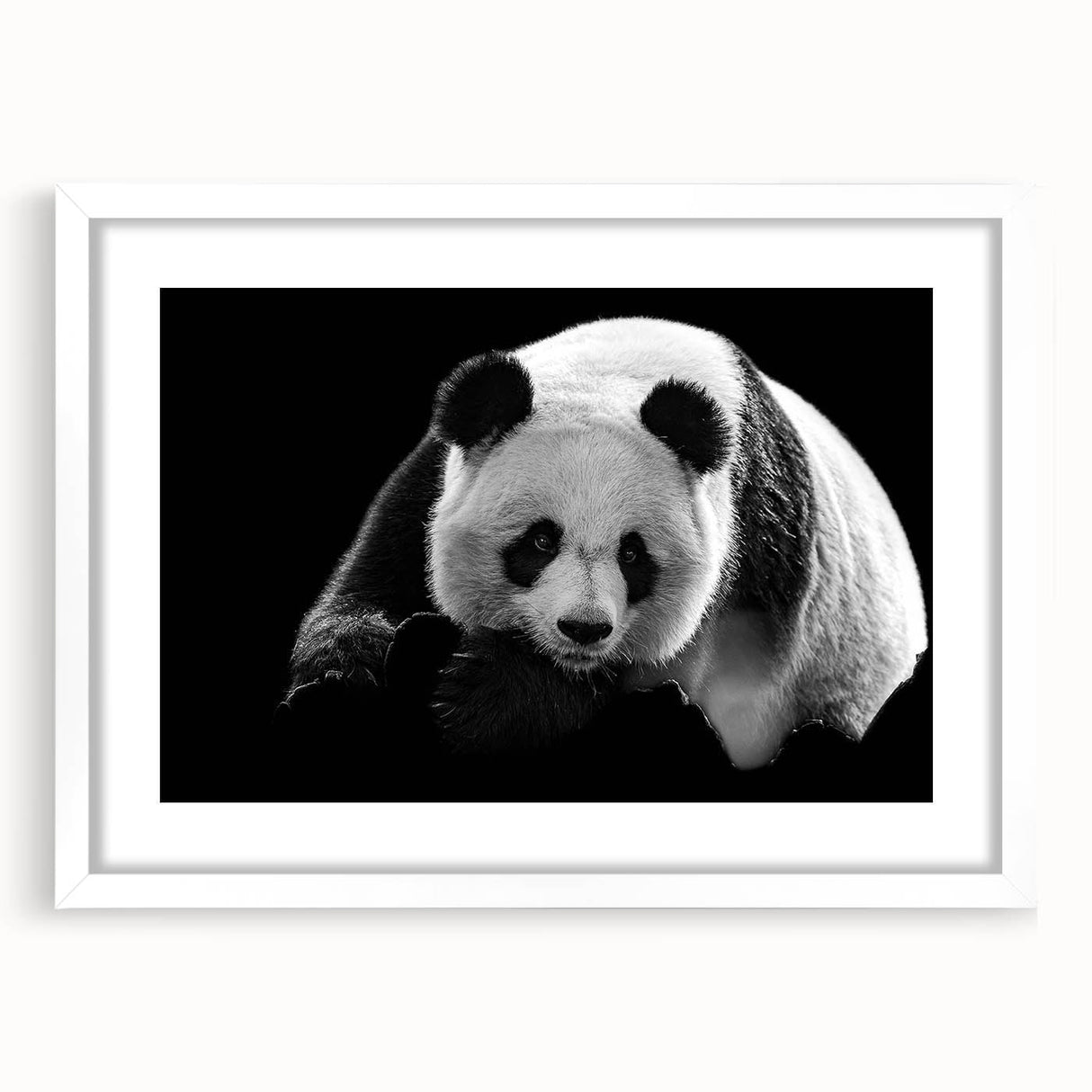 Framed wall art collection featuring a whimsical panda bear design with a white mat, showcasing a playful aesthetic ideal for children's rooms or nursery decor.