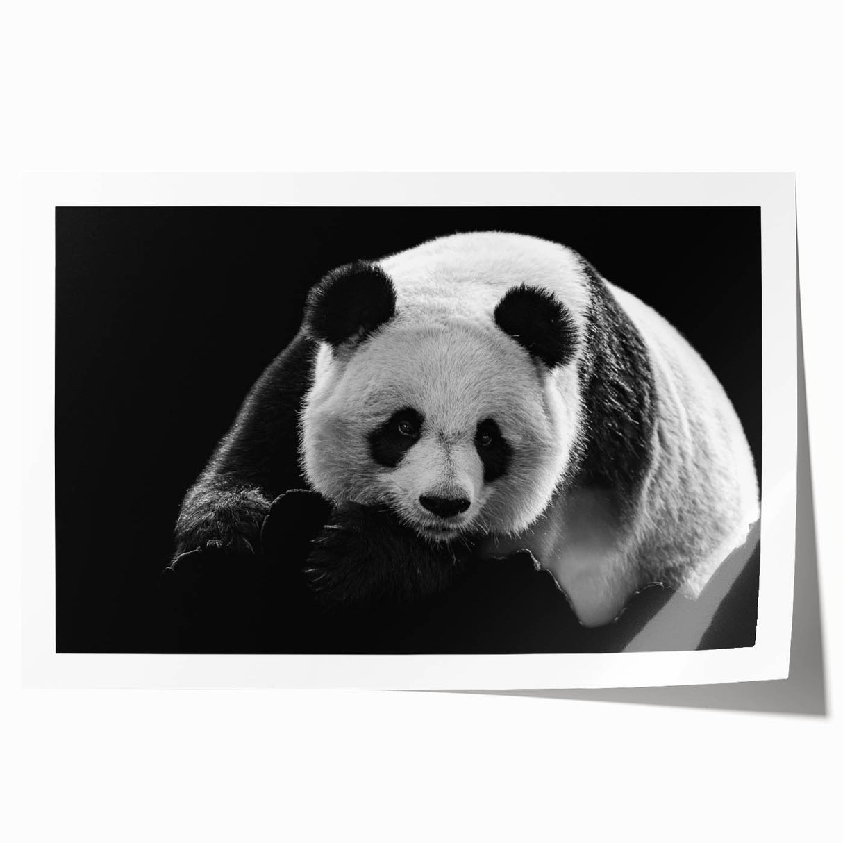Panda-themed wall art print featuring a playful bear illustration in vibrant colors, rolled and ready for display, perfect for children's rooms or playful decor.