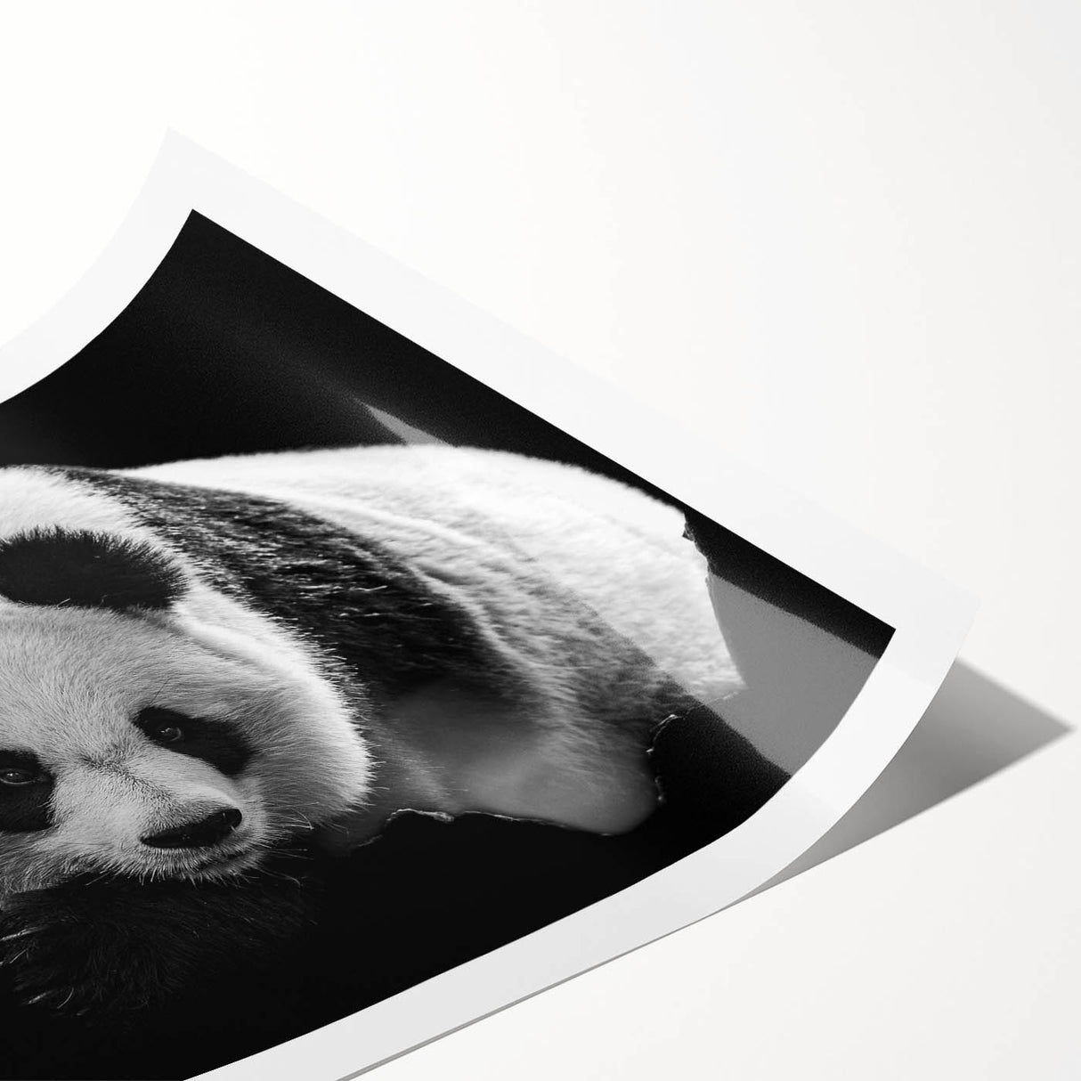 Stylish rolled wall art print featuring an adorable panda bear design, showcasing vibrant colors and playful elements, perfect for children's rooms or nurseries.