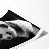 Stylish rolled wall art print featuring an adorable panda bear design, showcasing vibrant colors and playful elements, perfect for children's rooms or nurseries.