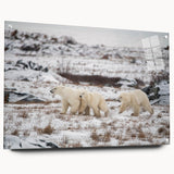 Polar bear wall art design displayed in acrylic glass, showcasing a side view with vibrant colors and detailed textures, perfect for modern home decor.
