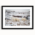 Framed polar bear wall art in a sleek black frame with a white mat, showcasing a minimalist design perfect for modern home decor. Ideal for nature lovers.